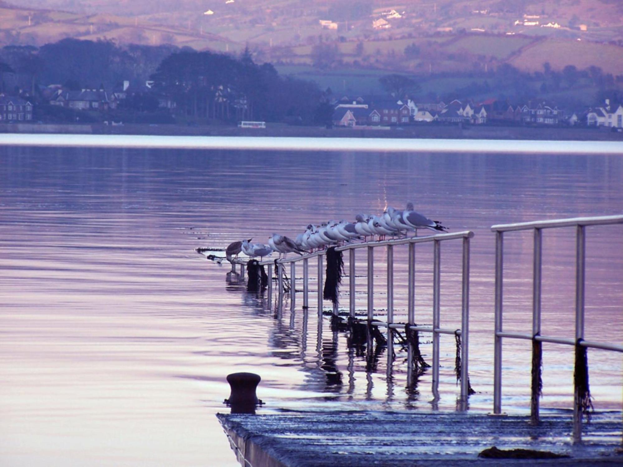 The Oystercatcher Lodge Carlingford Dış mekan fotoğraf